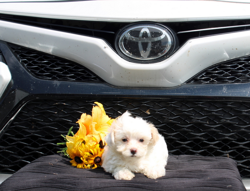puppy, for, sale, Malti-Poo, Matthew B. Stoltzfus, dog, breeder, Gap, PA, dog-breeder, puppy-for-sale, forsale, nearby, find, puppyfind, locator, puppylocator, aca